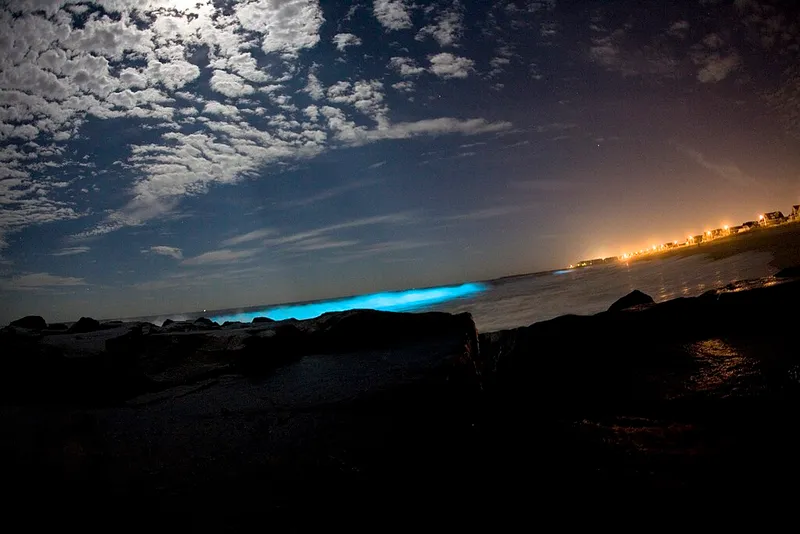 What is Bioluminescence? Exploring the enchanting world of bioluminescent creatures, their glowing abilities, natural habitats, and the mysteries behind their light production.