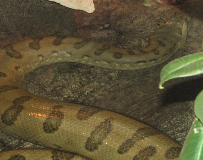 Anaconda | All about anaconda snakes. Explore fascinating facts about anacondas, their habitat, behavior, diet, and survival skills in the wild.