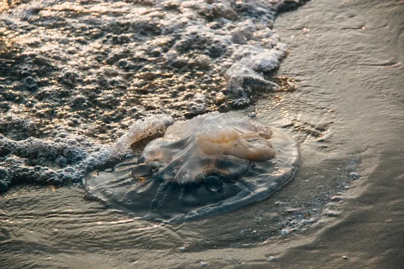 Jellyfish, one of the most mesmerizing bioluminescent creatures, showcasing their natural glow in deep ocean waters, using light for communication, defense, and survival.