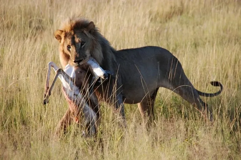 A male lion hunting skillfully in the wild and feasting on its prey, showcasing its strength, survival instincts, and dominance in the animal kingdom.