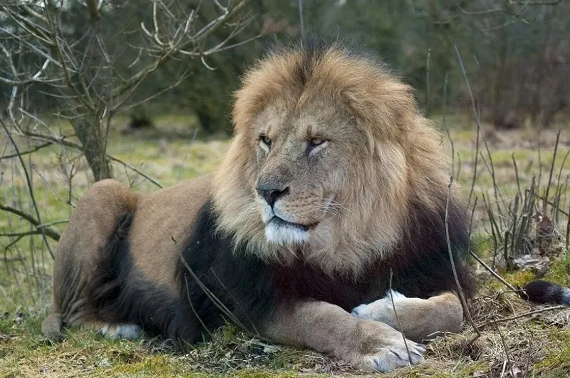 A male lion, the king of the forest, displaying his fierce and majestic presence in the wild.