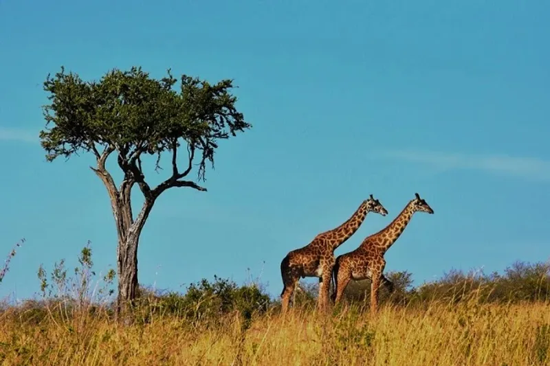 Discover inspiring articles about nature, wildlife, environmental conservation, natural wonders, and tips to connect with and protect our planet’s beauty.