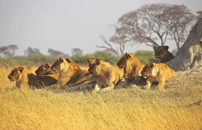 A powerful lion pride in the wild, showcasing strength, unity, and leadership in nature's kingdom.